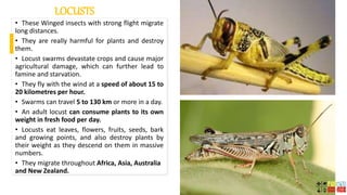 LOCUSTS
• These Winged insects with strong flight migrate
long distances.
• They are really harmful for plants and destroy
them.
• Locust swarms devastate crops and cause major
agricultural damage, which can further lead to
famine and starvation.
• They fly with the wind at a speed of about 15 to
20 kilometres per hour.
• Swarms can travel 5 to 130 km or more in a day.
• An adult locust can consume plants to its own
weight in fresh food per day.
• Locusts eat leaves, flowers, fruits, seeds, bark
and growing points, and also destroy plants by
their weight as they descend on them in massive
numbers.
• They migrate throughout Africa, Asia, Australia
and New Zealand.
 