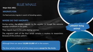 BLUE WHALE
Major Diet: KRILL
MIGRATE FOR:
For feed and also migrate in search of breeding waters..
WHERE DO THEY MIGRATE:
During winter, the whales migrate to the equator to escape the extreme
weather conditions in the poles.
They migrate back to the poles during summer.
The migration path of the blue whale remains a mystery to researchers
because of the unclear pattern.
LARGEST living
animal
Although there are about 10,000-25,000 left in the oceans.
The blue whales inhabit all of the deep oceans except for the Arctic.
 