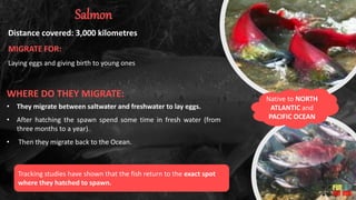 Distance covered: 3,000 kilometres
WHERE DO THEY MIGRATE:
• They migrate between saltwater and freshwater to lay eggs.
• After hatching the spawn spend some time in fresh water (from
three months to a year).
• Then they migrate back to the Ocean.
MIGRATE FOR:
Laying eggs and giving birth to young ones
Native to NORTH
ATLANTIC and
PACIFIC OCEAN
Tracking studies have shown that the fish return to the exact spot
where they hatched to spawn.
Salmon
 