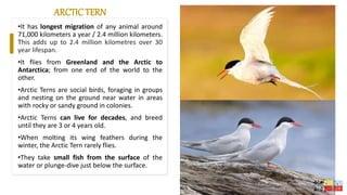 •It has longest migration of any animal around
71,000 kilometers a year / 2.4 million kilometers.
This adds up to 2.4 million kilometres over 30
year lifespan.
•It flies from Greenland and the Arctic to
Antarctica; from one end of the world to the
other.
•Arctic Terns are social birds, foraging in groups
and nesting on the ground near water in areas
with rocky or sandy ground in colonies.
•Arctic Terns can live for decades, and breed
until they are 3 or 4 years old.
•When molting its wing feathers during the
winter, the Arctic Tern rarely flies.
•They take small fish from the surface of the
water or plunge-dive just below the surface.
ARCTIC TERN
 
