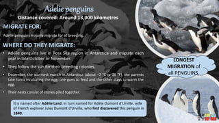 Adelie penguins
Distance covered: Around 13,000 kilometres
MIGRATE FOR:
Adélie penguins majorly migrate for at breeding.
LONGEST
MIGRATION of
all PENGUINS.
WHERE DO THEY MIGRATE:
• Adélie penguins live in Ross Sea region in Antarctica and migrate each
year in late October or November.
• They follow the sun for their breeding colonies.
• December, the warmest month in Antarctica (about −2 °C or 28 °F), the parents
take turns incubating the egg; one goes to feed and the other stays to warm the
egg.
• Their nests consist of stones piled together.
It is named after Adélie Land, in turn named for Adèle Dumont d'Urville, wife
of French explorer Jules Dumont d'Urville, who first discovered this penguin in
1840.
 