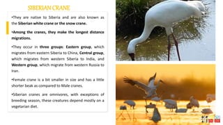 •They are native to Siberia and are also known as
the Siberian white crane or the snow crane.
•Among the cranes, they make the longest distance
migrations.
•They occur in three groups: Eastern group, which
migrates from eastern Siberia to China, Central group,
which migrates from western Siberia to India, and
Western group, which migrate from western Russia to
Iran.
•Female crane is a bit smaller in size and has a little
shorter beak as compared to Male cranes.
•Siberian cranes are omnivores, with exceptions of
breeding season, these creatures depend mostly on a
vegetarian diet.
SIBERIAN CRANE
 