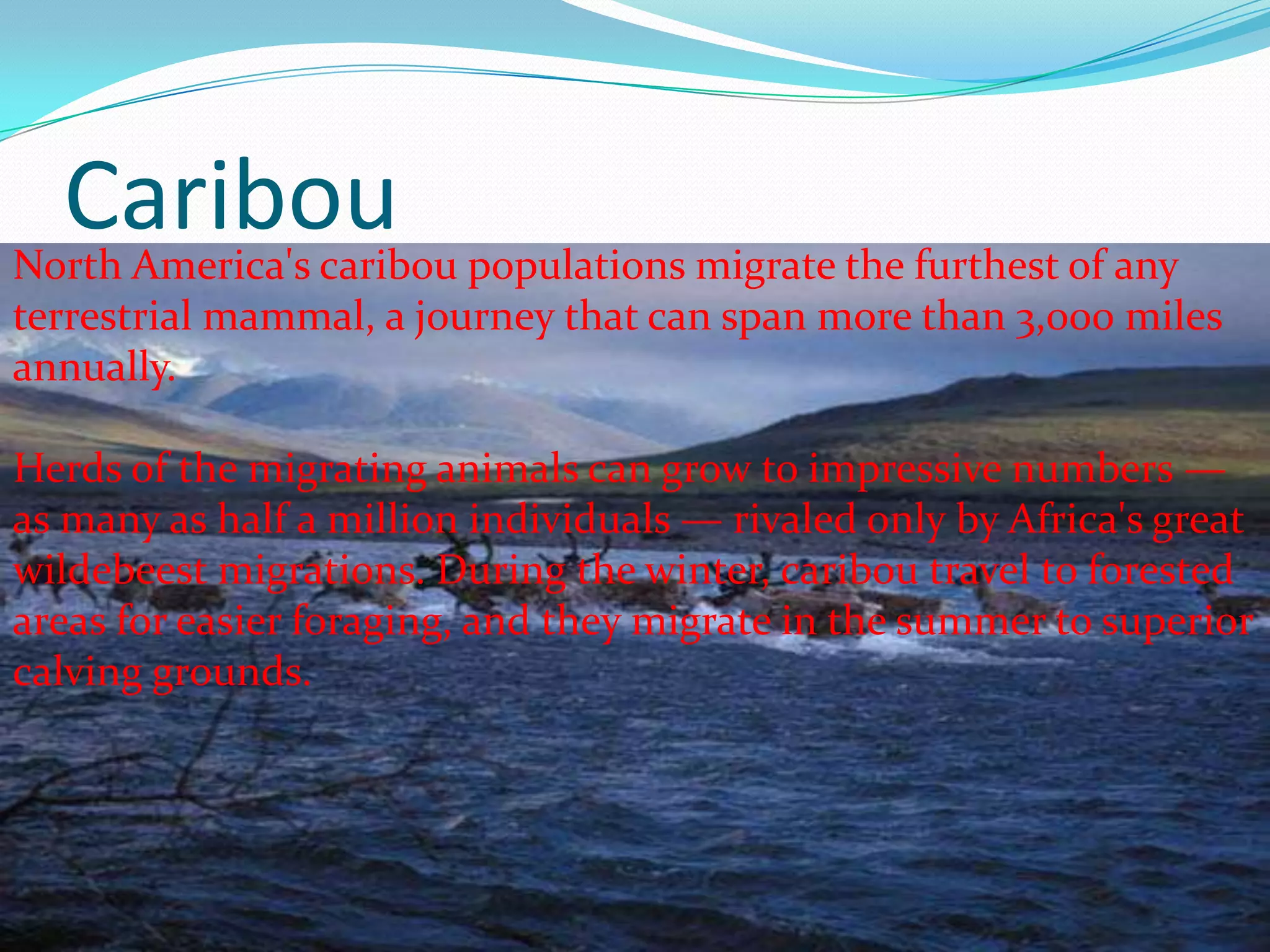 CaribouNorth America's caribou populations migrate the furthest of any
terrestrial mammal, a journey that can span more than 3,000 miles
annually.
Herds of the migrating animals can grow to impressive numbers —
as many as half a million individuals — rivaled only by Africa's great
wildebeest migrations. During the winter, caribou travel to forested
areas for easier foraging, and they migrate in the summer to superior
calving grounds.
 