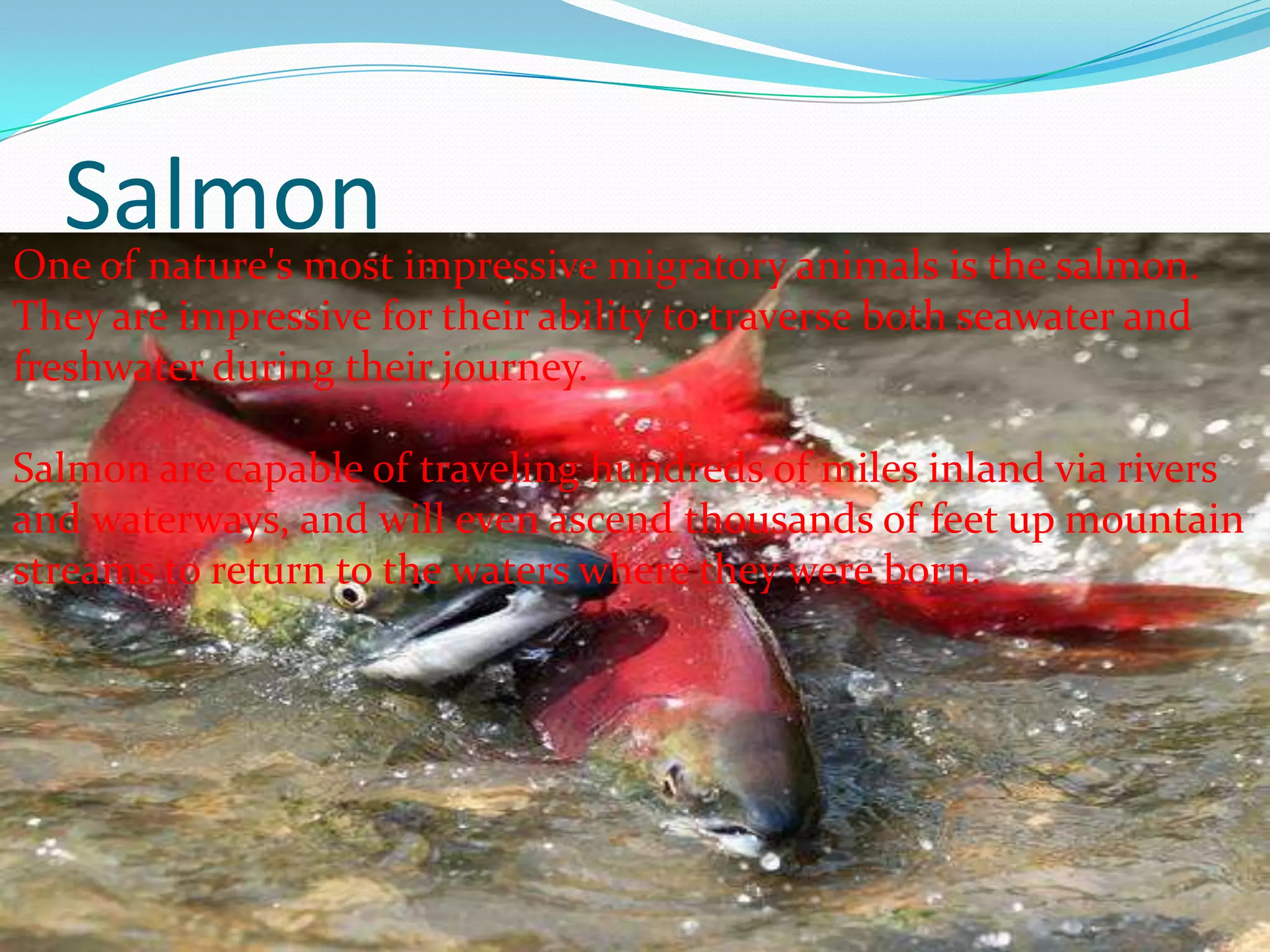 SalmonOne of nature's most impressive migratory animals is the salmon.
They are impressive for their ability to traverse both seawater and
freshwater during their journey.
Salmon are capable of traveling hundreds of miles inland via rivers
and waterways, and will even ascend thousands of feet up mountain
streams to return to the waters where they were born.
 