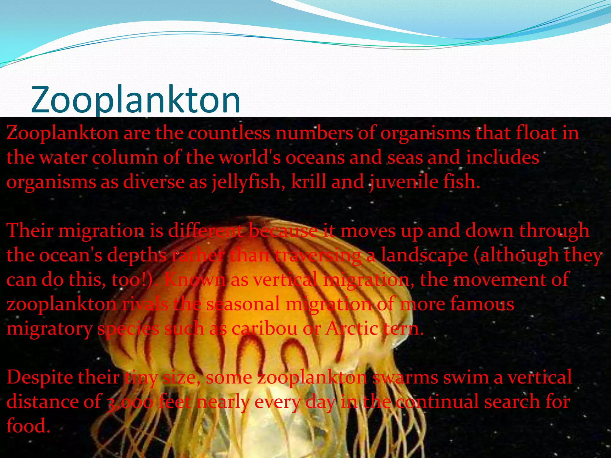 Zooplankton
Zooplankton are the countless numbers of organisms that float in
the water column of the world's oceans and seas and includes
organisms as diverse as jellyfish, krill and juvenile fish.
Their migration is different because it moves up and down through
the ocean's depths rather than traversing a landscape (although they
can do this, too!). Known as vertical migration, the movement of
zooplankton rivals the seasonal migration of more famous
migratory species such as caribou or Arctic tern.
Despite their tiny size, some zooplankton swarms swim a vertical
distance of 3,000 feet nearly every day in the continual search for
food.
 