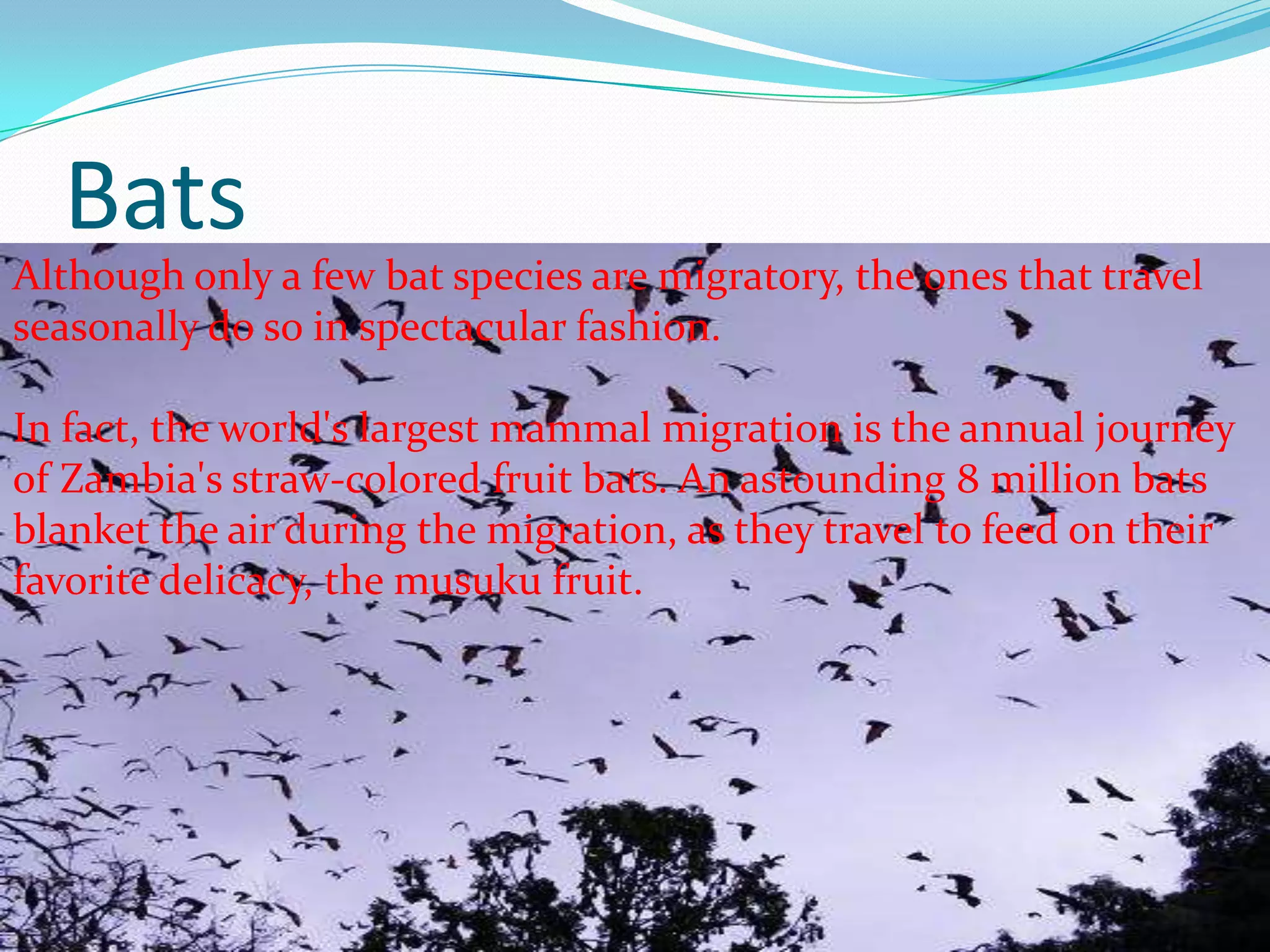 Bats
Although only a few bat species are migratory, the ones that travel
seasonally do so in spectacular fashion.
In fact, the world's largest mammal migration is the annual journey
of Zambia's straw-colored fruit bats. An astounding 8 million bats
blanket the air during the migration, as they travel to feed on their
favorite delicacy, the musuku fruit.
 