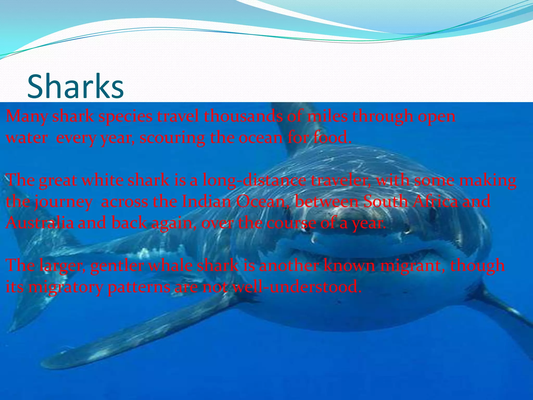Sharks
Many shark species travel thousands of miles through open
water every year, scouring the ocean for food.
The great white shark is a long-distance traveler, with some making
the journey across the Indian Ocean, between South Africa and
Australia and back again, over the course of a year.
The larger, gentler whale shark is another known migrant, though
its migratory patterns are not well-understood.
 