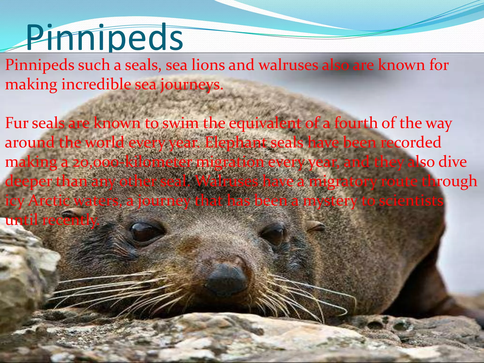 PinnipedsPinnipeds such a seals, sea lions and walruses also are known for
making incredible sea journeys.
Fur seals are known to swim the equivalent of a fourth of the way
around the world every year. Elephant seals have been recorded
making a 20,000-kilometer migration every year, and they also dive
deeper than any other seal. Walruses have a migratory route through
icy Arctic waters, a journey that has been a mystery to scientists
until recently.
 