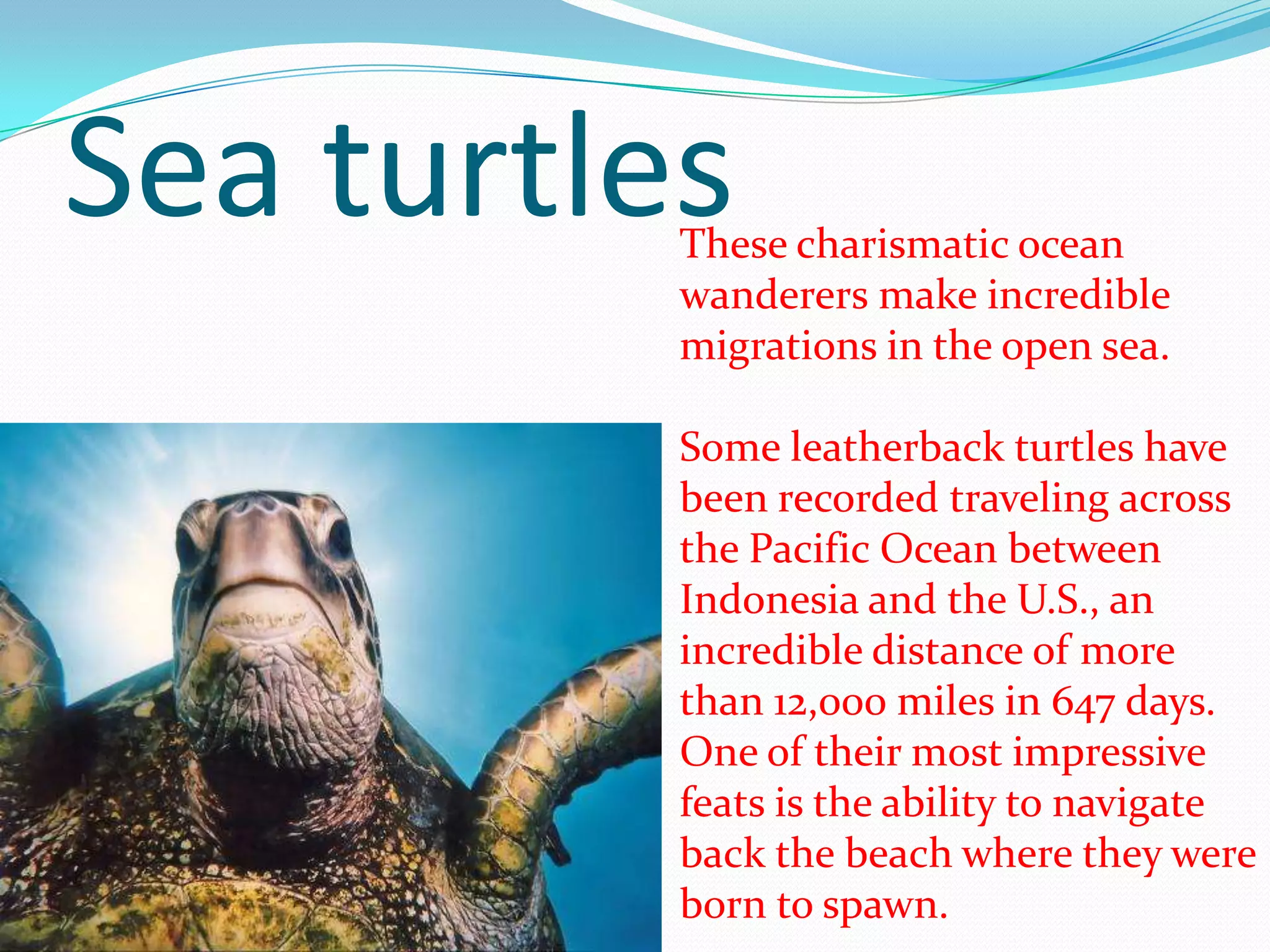 Sea turtlesThese charismatic ocean
wanderers make incredible
migrations in the open sea.
Some leatherback turtles have
been recorded traveling across
the Pacific Ocean between
Indonesia and the U.S., an
incredible distance of more
than 12,000 miles in 647 days.
One of their most impressive
feats is the ability to navigate
back the beach where they were
born to spawn.
 