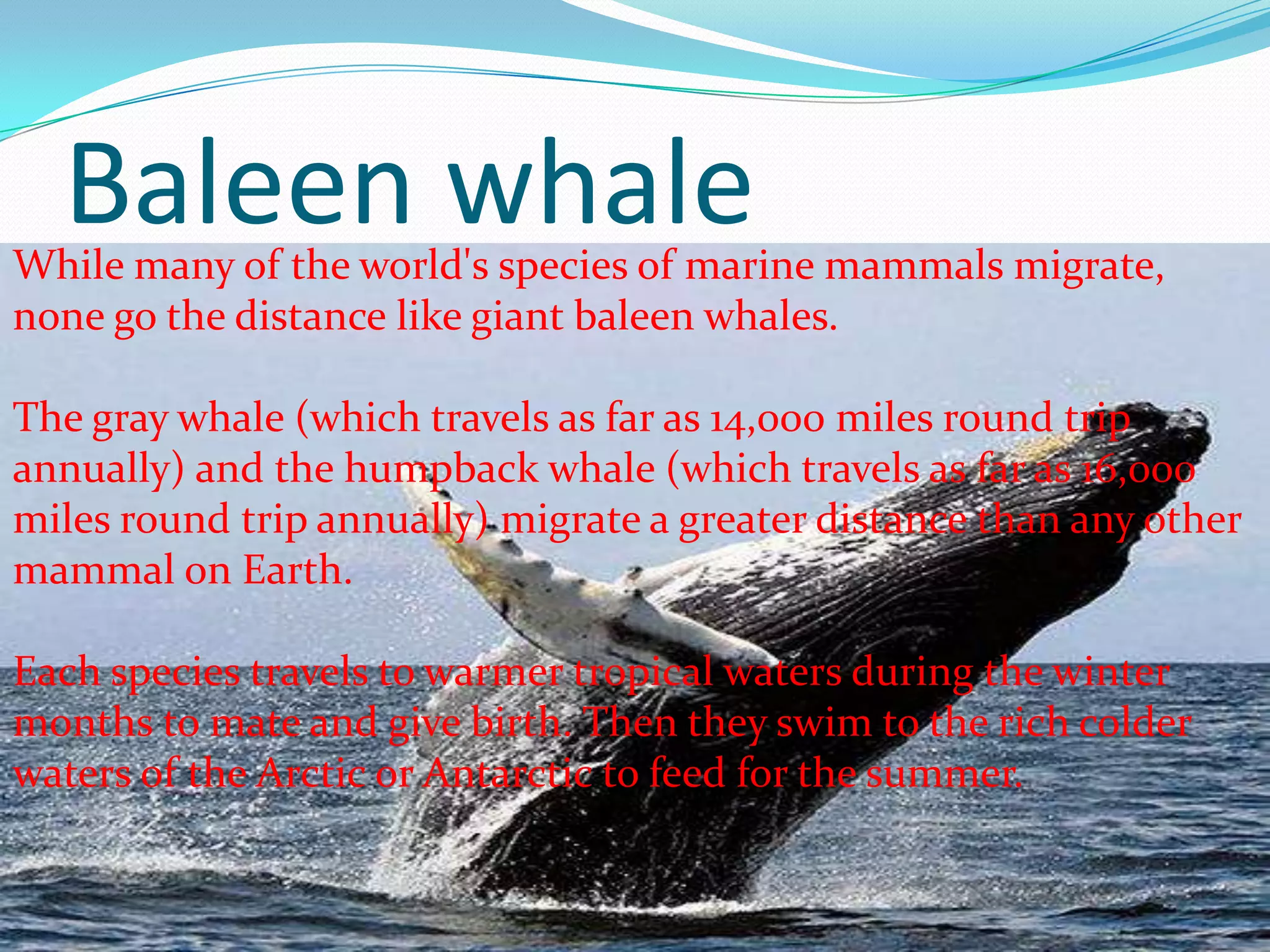 Baleen whaleWhile many of the world's species of marine mammals migrate,
none go the distance like giant baleen whales.
The gray whale (which travels as far as 14,000 miles round trip
annually) and the humpback whale (which travels as far as 16,000
miles round trip annually) migrate a greater distance than any other
mammal on Earth.
Each species travels to warmer tropical waters during the winter
months to mate and give birth. Then they swim to the rich colder
waters of the Arctic or Antarctic to feed for the summer.
 