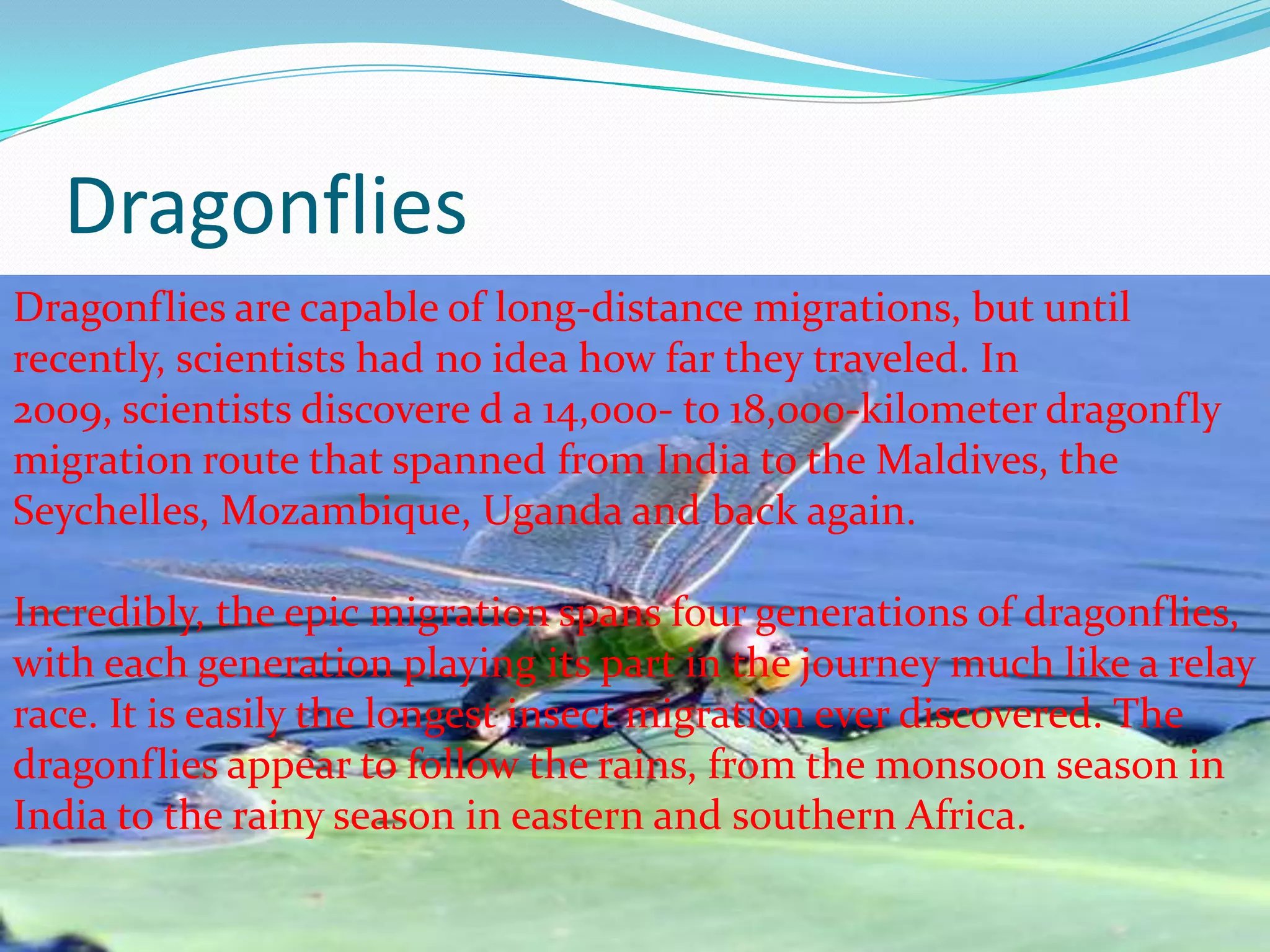 Dragonflies
Dragonflies are capable of long-distance migrations, but until
recently, scientists had no idea how far they traveled. In
2009, scientists discovere d a 14,000- to 18,000-kilometer dragonfly
migration route that spanned from India to the Maldives, the
Seychelles, Mozambique, Uganda and back again.
Incredibly, the epic migration spans four generations of dragonflies,
with each generation playing its part in the journey much like a relay
race. It is easily the longest insect migration ever discovered. The
dragonflies appear to follow the rains, from the monsoon season in
India to the rainy season in eastern and southern Africa.
 
