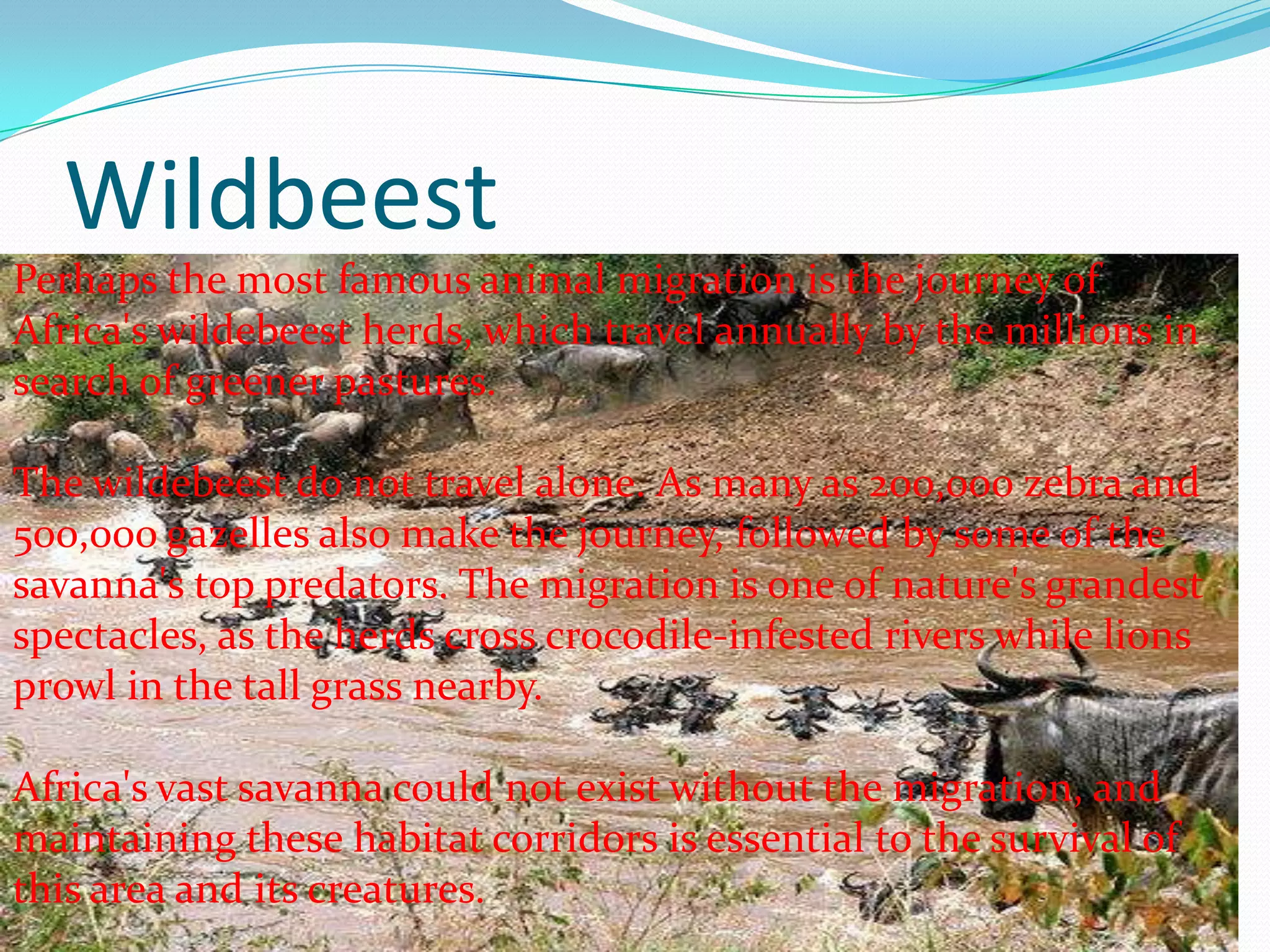 Wildbeest
Perhaps the most famous animal migration is the journey of
Africa's wildebeest herds, which travel annually by the millions in
search of greener pastures.
The wildebeest do not travel alone. As many as 200,000 zebra and
500,000 gazelles also make the journey, followed by some of the
savanna's top predators. The migration is one of nature's grandest
spectacles, as the herds cross crocodile-infested rivers while lions
prowl in the tall grass nearby.
Africa's vast savanna could not exist without the migration, and
maintaining these habitat corridors is essential to the survival of
this area and its creatures.
 