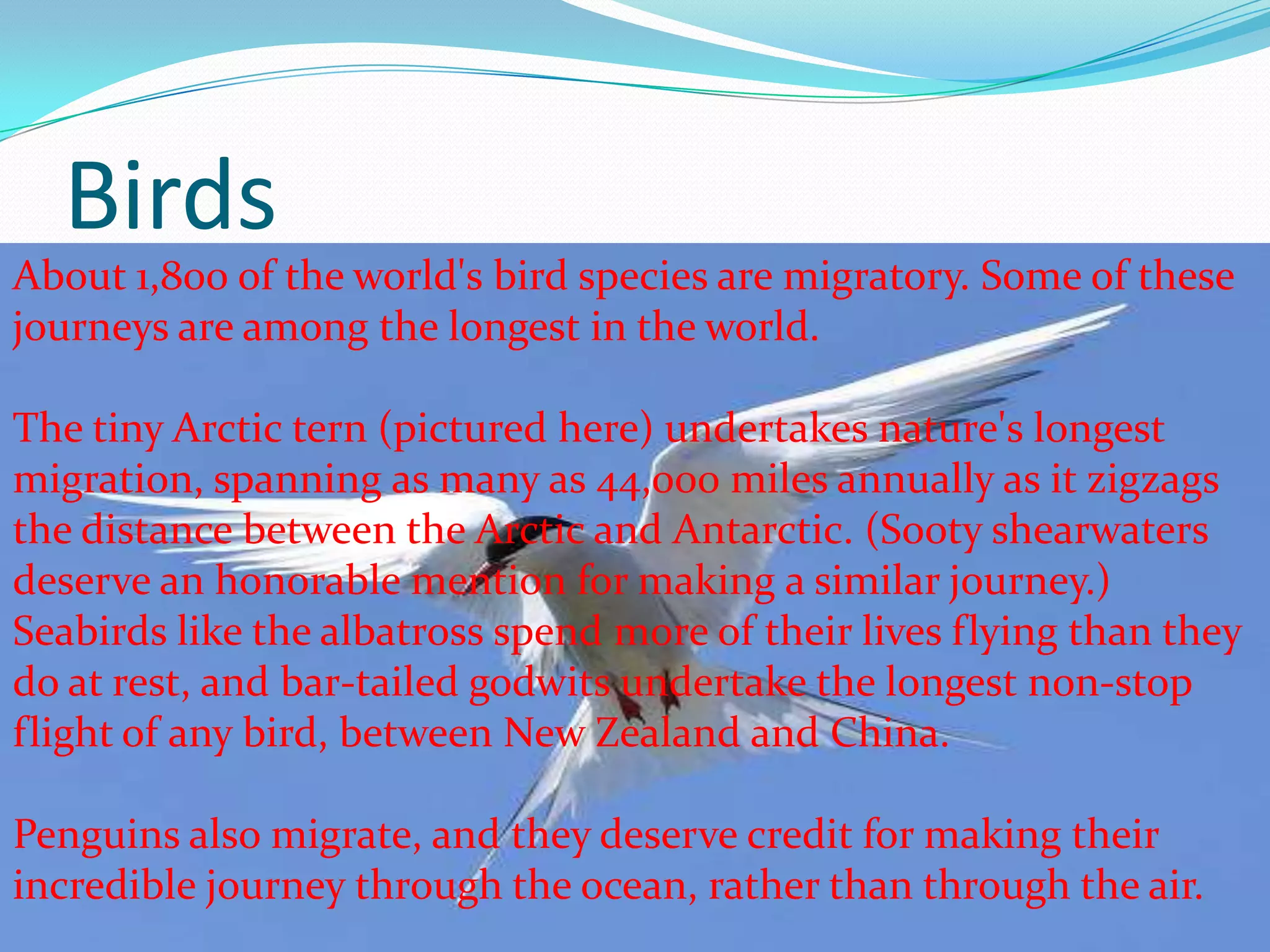 Birds
About 1,800 of the world's bird species are migratory. Some of these
journeys are among the longest in the world.
The tiny Arctic tern (pictured here) undertakes nature's longest
migration, spanning as many as 44,000 miles annually as it zigzags
the distance between the Arctic and Antarctic. (Sooty shearwaters
deserve an honorable mention for making a similar journey.)
Seabirds like the albatross spend more of their lives flying than they
do at rest, and bar-tailed godwits undertake the longest non-stop
flight of any bird, between New Zealand and China.
Penguins also migrate, and they deserve credit for making their
incredible journey through the ocean, rather than through the air.
 