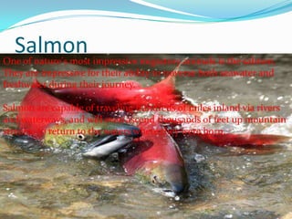 SalmonOne of nature's most impressive migratory animals is the salmon.
They are impressive for their ability to traverse both seawater and
freshwater during their journey.
Salmon are capable of traveling hundreds of miles inland via rivers
and waterways, and will even ascend thousands of feet up mountain
streams to return to the waters where they were born.
 