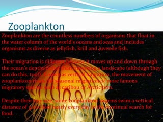 Zooplankton
Zooplankton are the countless numbers of organisms that float in
the water column of the world's oceans and seas and includes
organisms as diverse as jellyfish, krill and juvenile fish.
Their migration is different because it moves up and down through
the ocean's depths rather than traversing a landscape (although they
can do this, too!). Known as vertical migration, the movement of
zooplankton rivals the seasonal migration of more famous
migratory species such as caribou or Arctic tern.
Despite their tiny size, some zooplankton swarms swim a vertical
distance of 3,000 feet nearly every day in the continual search for
food.
 