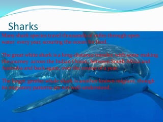 Sharks
Many shark species travel thousands of miles through open
water every year, scouring the ocean for food.
The great white shark is a long-distance traveler, with some making
the journey across the Indian Ocean, between South Africa and
Australia and back again, over the course of a year.
The larger, gentler whale shark is another known migrant, though
its migratory patterns are not well-understood.
 