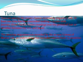 Tuna
Tuna are among the ocean's fastest swimming migratory fish. At
least one tuna has been recorded making a 25,000-mile
journey (three Pacific Ocean crossings over the period of just 20
months) between the U.S. and Japan.
The amazing migration was recorded by the 10-year Census of
Marine Life, an undertaking that includes experts from 73 countries.
 