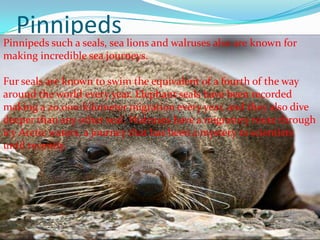 PinnipedsPinnipeds such a seals, sea lions and walruses also are known for
making incredible sea journeys.
Fur seals are known to swim the equivalent of a fourth of the way
around the world every year. Elephant seals have been recorded
making a 20,000-kilometer migration every year, and they also dive
deeper than any other seal. Walruses have a migratory route through
icy Arctic waters, a journey that has been a mystery to scientists
until recently.
 