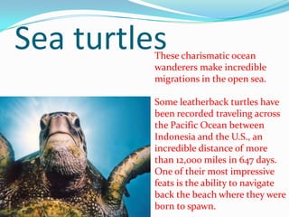 Sea turtlesThese charismatic ocean
wanderers make incredible
migrations in the open sea.
Some leatherback turtles have
been recorded traveling across
the Pacific Ocean between
Indonesia and the U.S., an
incredible distance of more
than 12,000 miles in 647 days.
One of their most impressive
feats is the ability to navigate
back the beach where they were
born to spawn.
 