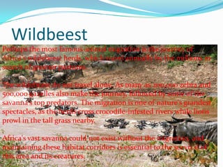 Wildbeest
Perhaps the most famous animal migration is the journey of
Africa's wildebeest herds, which travel annually by the millions in
search of greener pastures.
The wildebeest do not travel alone. As many as 200,000 zebra and
500,000 gazelles also make the journey, followed by some of the
savanna's top predators. The migration is one of nature's grandest
spectacles, as the herds cross crocodile-infested rivers while lions
prowl in the tall grass nearby.
Africa's vast savanna could not exist without the migration, and
maintaining these habitat corridors is essential to the survival of
this area and its creatures.
 