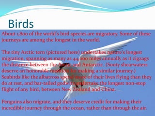 Birds
About 1,800 of the world's bird species are migratory. Some of these
journeys are among the longest in the world.
The tiny Arctic tern (pictured here) undertakes nature's longest
migration, spanning as many as 44,000 miles annually as it zigzags
the distance between the Arctic and Antarctic. (Sooty shearwaters
deserve an honorable mention for making a similar journey.)
Seabirds like the albatross spend more of their lives flying than they
do at rest, and bar-tailed godwits undertake the longest non-stop
flight of any bird, between New Zealand and China.
Penguins also migrate, and they deserve credit for making their
incredible journey through the ocean, rather than through the air.
 