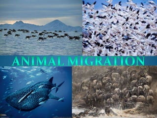 Animal migration presentation