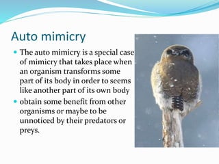 Auto mimicry
 The auto mimicry is a special case
of mimicry that takes place when
an organism transforms some
part of its body in order to seems
like another part of its own body
 obtain some benefit from other
organisms or maybe to be
unnoticed by their predators or
preys.
 