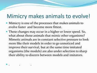 Mimicry makes animals to evolve!
 Mimicry is one of the processes that makes animals to
evolve faster and become more fittest.
 These changes may occur in a higher or lower speed. So,
what about those animals that mimic other organisms?
Mimetic animals are in constant selective pressure to look
more like their models in order to go unnoticed and
improve their survival, but at the same time imitated
organisms (the models) are also under selection to sharp
their ability to discern between models and imitators.
 . . .
 