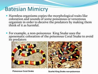 Batesian Mimicry
 Harmless organisms copies the morphological traits like
coloration and sounds of some poisonous or venomous
organism in order to deceive the predators by making them
think of it as harmful.
 For example, a non-poisonous King Snake uses the
aposematic coloration of the poisonous Coral Snake to avoid
its predators
 
