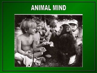 ANIMAL MIND 