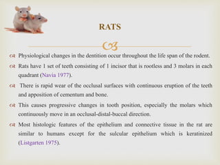 
RATS
 Physiological changes in the dentition occur throughout the life span of the rodent.
 Rats have 1 set of teeth consisting of 1 incisor that is rootless and 3 molars in each
quadrant (Navia 1977).
 There is rapid wear of the occlusal surfaces with continuous eruption of the teeth
and apposition of cementum and bone.
 This causes progressive changes in tooth position, especially the molars which
continuously move in an occlusal-distal-buccal direction.
 Most histologic features of the epithelium and connective tissue in the rat are
similar to humans except for the sulcular epithelium which is keratinized
(Listgarten 1975).
 