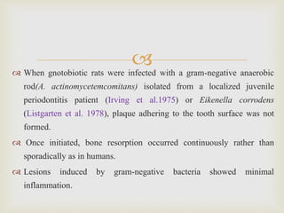  When gnotobiotic rats were infected with a gram-negative anaerobic
rod(A. actinomycetemcomitans) isolated from a localized juvenile
periodontitis patient (Irving et al.1975) or Eikenella corrodens
(Listgarten et al. 1978), plaque adhering to the tooth surface was not
formed.
 Once initiated, bone resorption occurred continuously rather than
sporadically as in humans.
 Lesions induced by gram-negative bacteria showed minimal
inflammation.
 