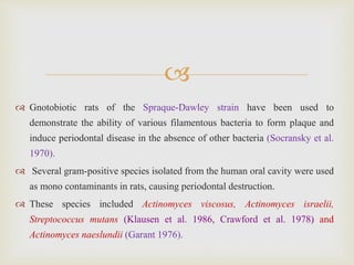 
 Gnotobiotic rats of the Spraque-Dawley strain have been used to
demonstrate the ability of various filamentous bacteria to form plaque and
induce periodontal disease in the absence of other bacteria (Socransky et al.
1970).
 Several gram-positive species isolated from the human oral cavity were used
as mono contaminants in rats, causing periodontal destruction.
 These species included Actinomyces viscosus, Actinomyces israelii,
Streptococcus mutans (Klausen et al. 1986, Crawford et al. 1978) and
Actinomyces naeslundii (Garant 1976).
 