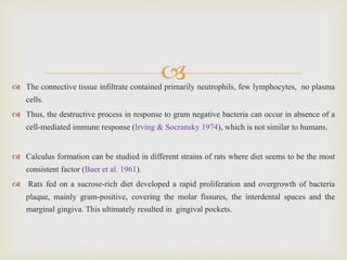 The connective tissue infiltrate contained primarily neutrophils, few lymphocytes, no plasma
cells.
 Thus, the destructive process in response to gram negative bacteria can occur in absence of a
cell-mediated immune response (Irving & Socransky 1974), which is not similar to humans.
 Calculus formation can be studied in different strains of rats where diet seems to be the most
consistent factor (Baer et al. 1961).
 Rats fed on a sucrose-rich diet developed a rapid proliferation and overgrowth of bacteria
plaque, mainly gram-positive, covering the molar fissures, the interdental spaces and the
marginal gingiva. This ultimately resulted in gingival pockets.
 