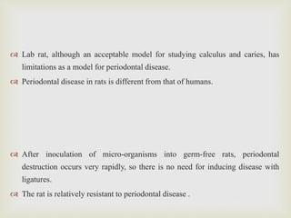  Lab rat, although an acceptable model for studying calculus and caries, has
limitations as a model for periodontal disease.
 Periodontal disease in rats is different from that of humans.
 After inoculation of micro-organisms into germ-free rats, periodontal
destruction occurs very rapidly, so there is no need for inducing disease with
ligatures.
 The rat is relatively resistant to periodontal disease .
 