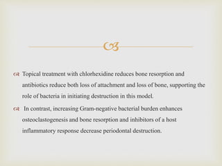 
 Topical treatment with chlorhexidine reduces bone resorption and
antibiotics reduce both loss of attachment and loss of bone, supporting the
role of bacteria in initiating destruction in this model.
 In contrast, increasing Gram-negative bacterial burden enhances
osteoclastogenesis and bone resorption and inhibitors of a host
inflammatory response decrease periodontal destruction.
 