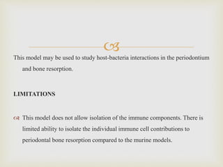 This model may be used to study host-bacteria interactions in the periodontium
and bone resorption.
LIMITATIONS
 This model does not allow isolation of the immune components. There is
limited ability to isolate the individual immune cell contributions to
periodontal bone resorption compared to the murine models.
 