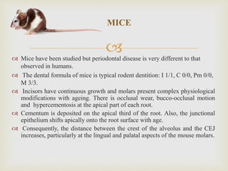 
MICE
 Mice have been studied but periodontal disease is very different to that
observed in humans.
 The dental formula of mice is typical rodent dentition: I 1/1, C 0/0, Pm 0/0,
M 3/3.
 Incisors have continuous growth and molars present complex physiological
modifications with ageing. There is occlusal wear, bucco-occlusal motion
and hypercementosis at the apical part of each root.
 Cementum is deposited on the apical third of the root. Also, the junctional
epithelium shifts apically onto the root surface with age.
 Consequently, the distance between the crest of the alveolus and the CEJ
increases, particularly at the lingual and palatal aspects of the mouse molars.
 