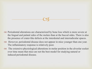 
 Periodontal alterations are characterized by bone loss which is more severe at
the lingual and palatal sides of the molars than at the buccal sides. There is also
the presence of crater-like defects at the interdental and interradicular spaces.
 However, periodontal disease does not appear in mice younger than one year.
The inflammatory response is relatively poor.
 The extensive physiological alterations in molar position in the alveolar socket
over time mean that mice are not the best model for studying natural or
induced periodontal disease.
 