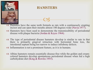 
HAMSTERS
 Hamsters have the same teeth formula as rats with a continuously erupting
incisor and can open their mouths almost 180 degrees wide (Navia 1977).
 Hamsters have been used to demonstrate the transmissibility of periodontal
disease with plaque bacteria (Jordan & Keyes 1964).
 The type of periodontal disease hamsters develop is similar to rats in that
there is primarily gingival retraction with horizontal bone loss, the
interdental septum being too narrow to induce infrabony defects.
 Inflammation is not a prominent feature, as it is in humans.
 Albino hamsters remain essentially disease-free while the golden and cream-
colored hamsters develop spontaneous periodontal disease when fed a high
carbohydrate diet (King & Rowles 1955).
 