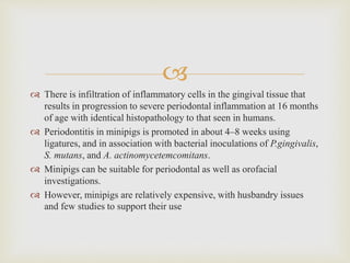 
 There is infiltration of inflammatory cells in the gingival tissue that
results in progression to severe periodontal inflammation at 16 months
of age with identical histopathology to that seen in humans.
 Periodontitis in minipigs is promoted in about 4–8 weeks using
ligatures, and in association with bacterial inoculations of P.gingivalis,
S. mutans, and A. actinomycetemcomitans.
 Minipigs can be suitable for periodontal as well as orofacial
investigations.
 However, minipigs are relatively expensive, with husbandry issues
and few studies to support their use
 