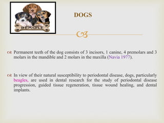 
DOGS
 Permanent teeth of the dog consists of 3 incisors, 1 canine, 4 premolars and 3
molars in the mandible and 2 molars in the maxilla (Navia 1977).
 In view of their natural susceptibility to periodontal disease, dogs, particularly
beagles, are used in dental research for the study of periodontal disease
progression, guided tissue regeneration, tissue wound healing, and dental
implants.
 