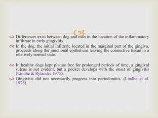  Differences exist between dog and man in the location of the inflammatory
infiltrate in early gingivitis.
 In the dog, the initial infiltrate located in the marginal part of the gingiva,
proceeds along the junctional epithelium leaving the connective tissue in a
relatively normal state.
 In healthy dogs kept plaque free for prolonged periods of time, a gingival
sulcus is not evident, but a pocket develops with the onset of gingivitis
(Lindhe & Rylander 1975).
 Gingivitis did not necessarily progress into periodontitis. (Lindhe et al.
1975).
 