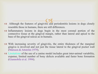  Although the features of gingivitis and periodontitis lesions in dogs closely
resemble those in humans, there are still differences.
 Inflammatory lesions in dogs begin in the most coronal portion of the
connective tissue at the gingival margin, rather than lateral and apical to the
base of the gingival sulcus as in humans.
 With increasing severity of gingivitis, the entire thickness of the marginal
gingiva is involved and not just the tissue lateral to the gingival pocket wall
(Matsson & Attstrőm 1979).
 Limitations of the use of a canine model includes great inter-animal variability,
expense, limited number of bony defects available and faster bone formation
(Giannobile et al. 1994).
 