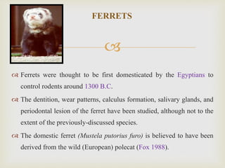 
FERRETS
 Ferrets were thought to be first domesticated by the Egyptians to
control rodents around 1300 B.C.
 The dentition, wear patterns, calculus formation, salivary glands, and
periodontal lesion of the ferret have been studied, although not to the
extent of the previously-discussed species.
 The domestic ferret (Mustela putorius furo) is believed to have been
derived from the wild (European) polecat (Fox 1988).
 