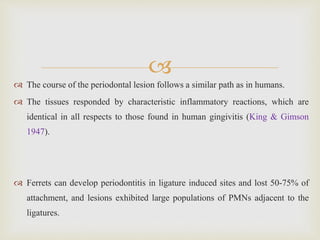 
 The course of the periodontal lesion follows a similar path as in humans.
 The tissues responded by characteristic inflammatory reactions, which are
identical in all respects to those found in human gingivitis (King & Gimson
1947).
 Ferrets can develop periodontitis in ligature induced sites and lost 50-75% of
attachment, and lesions exhibited large populations of PMNs adjacent to the
ligatures.
 