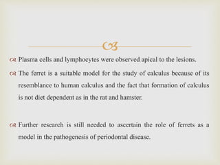 
 Plasma cells and lymphocytes were observed apical to the lesions.
 The ferret is a suitable model for the study of calculus because of its
resemblance to human calculus and the fact that formation of calculus
is not diet dependent as in the rat and hamster.
 Further research is still needed to ascertain the role of ferrets as a
model in the pathogenesis of periodontal disease.
 