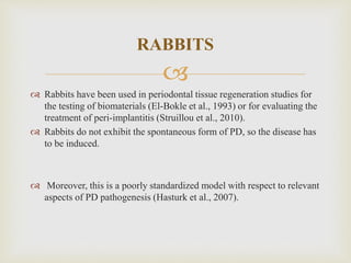 
 Rabbits have been used in periodontal tissue regeneration studies for
the testing of biomaterials (El-Bokle et al., 1993) or for evaluating the
treatment of peri-implantitis (Struillou et al., 2010).
 Rabbits do not exhibit the spontaneous form of PD, so the disease has
to be induced.
 Moreover, this is a poorly standardized model with respect to relevant
aspects of PD pathogenesis (Hasturk et al., 2007).
RABBITS
 