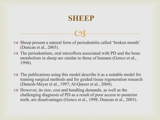 
 Sheep present a natural form of periodontitis called ‘broken mouth’
(Duncan et al., 2003).
 The periodontium, oral microflora associated with PD and the bone
metabolism in sheep are similar to those of humans (Genco et al.,
1998).
 The publications using this model describe it as a suitable model for
training surgical methods and for guided tissue regeneration research
(Danesh-Meyer et al., 1997; Al-Qareer et al., 2004).
 However, its size, cost and handling demands, as well as the
challenging diagnosis of PD as a result of poor access to posterior
teeth, are disadvantages (Genco et al., 1998; Duncan et al., 2003).
SHEEP
 