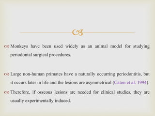 
 Monkeys have been used widely as an animal model for studying
periodontal surgical procedures.
 Large non-human primates have a naturally occurring periodontitis, but
it occurs later in life and the lesions are asymmetrical (Caton et al. 1994).
 Therefore, if osseous lesions are needed for clinical studies, they are
usually experimentally induced.
 